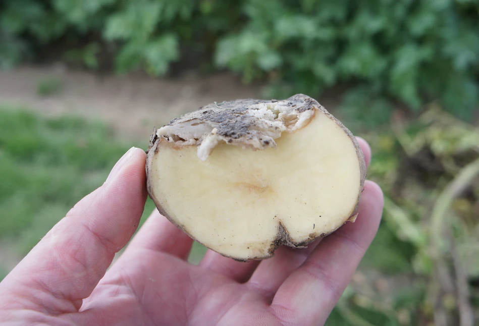Jak ograniczyć straty w ziemniakach w przechowalni?