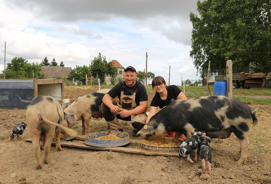 Hodowla świń rasy złotnicka pstra w ekologii. Jak to wygląda w praktyce?