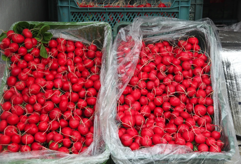 Samorząd rolniczy pyta o formy wsparcia dla producentów upraw w tunelach