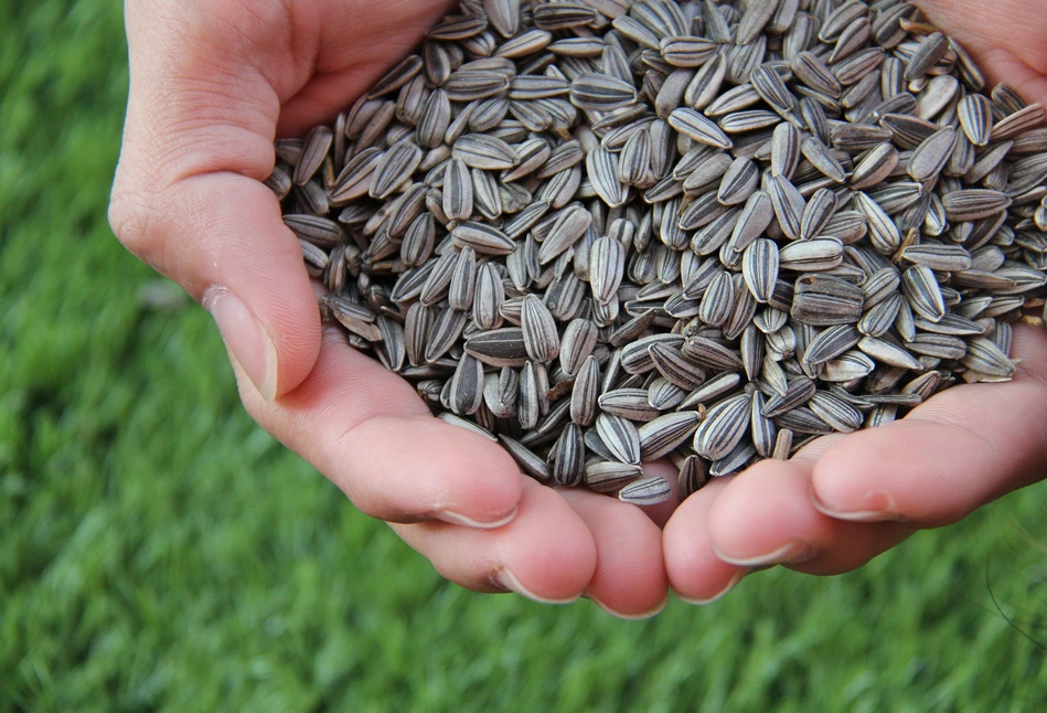 Corteva inwestuje w produkcję nasion słonecznika