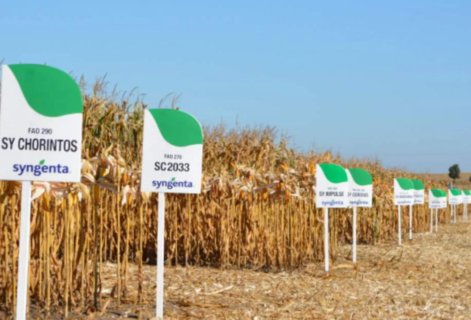 Ruszają Konferencje Zimowe Syngenta 2023 o uprawie zbóż, rzepaku i kukurydzy