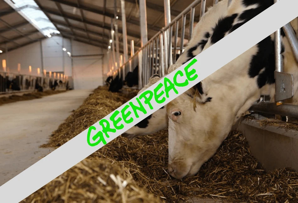 Greenpeace w Niemczech stawia wymagania dla hodowli bydła