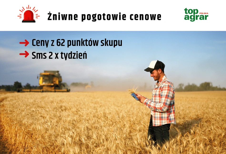 Ceny zbóż i rzepaku w żniwa: zapisz się na SMS z cenami skupu!