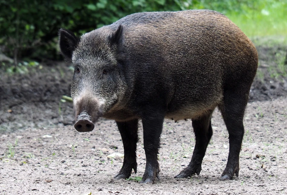 Specustawa o ASF – odstrzał dzików przez wojsko i zakaz blokowania polowań