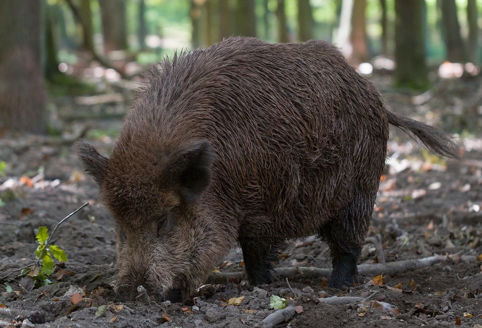 ASF: potwierdzono pierwszy przypadek na terenie powiatu szamotulskiego