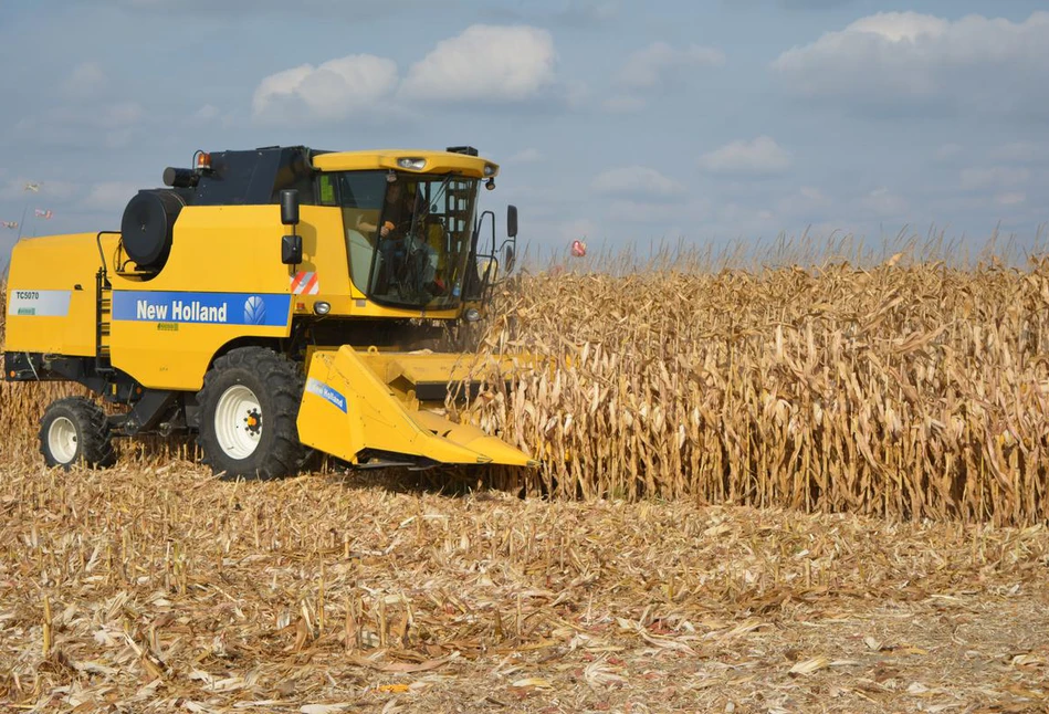 Jakie są ceny kukurydzy i słonecznika na początku sezonu? Raport z rynków rolnych
