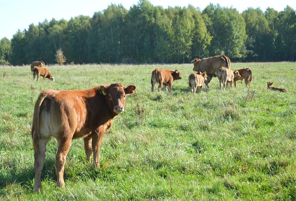 Ceny bydła: na nowy rok małe podwyżki