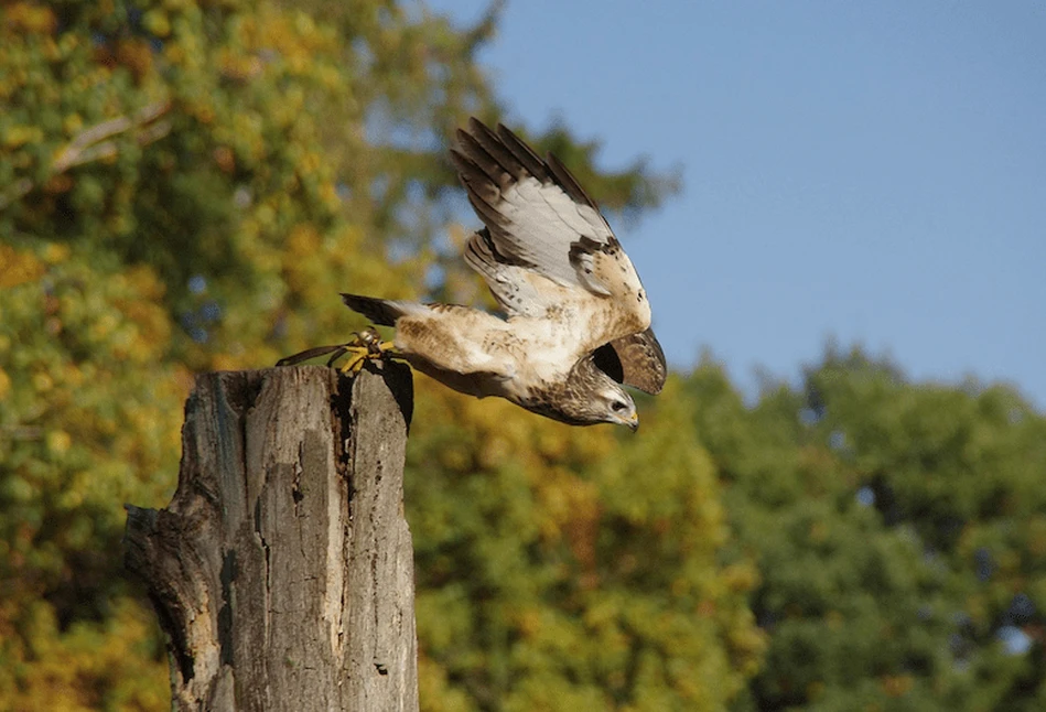 Grypa ptaków w Niemczech