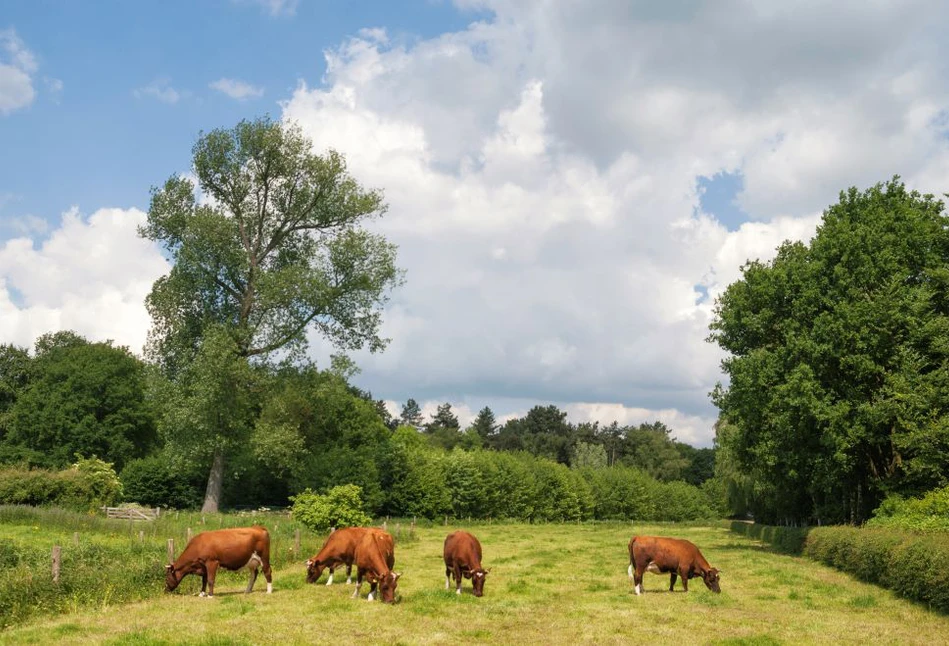 TUZ na obszarze Natura 2000 a dopłaty do zwierząt w ramach ekoschematów