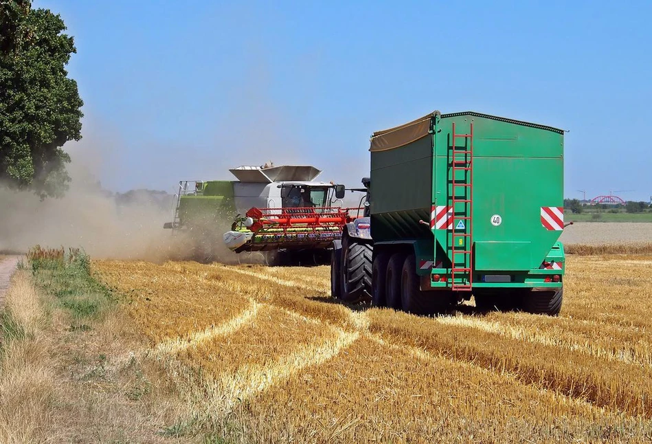 Czy cena pszenicy spadnie w najbliższym czasie? Raport rynkowy z 16.09