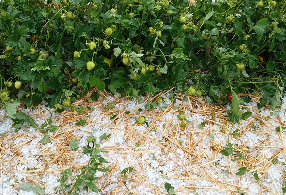 Plantacje truskawek - Kto pomyślał wcześniej o ubezpieczeniu, jest spokojniejszy