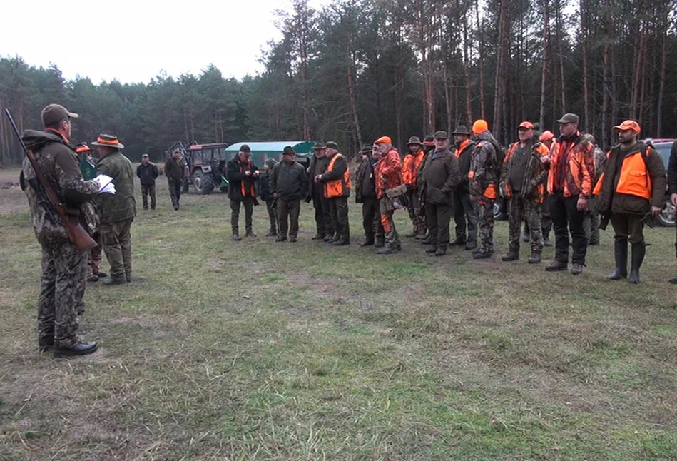 Raport o ASF: wielkie liczenie i odstrzał dzików