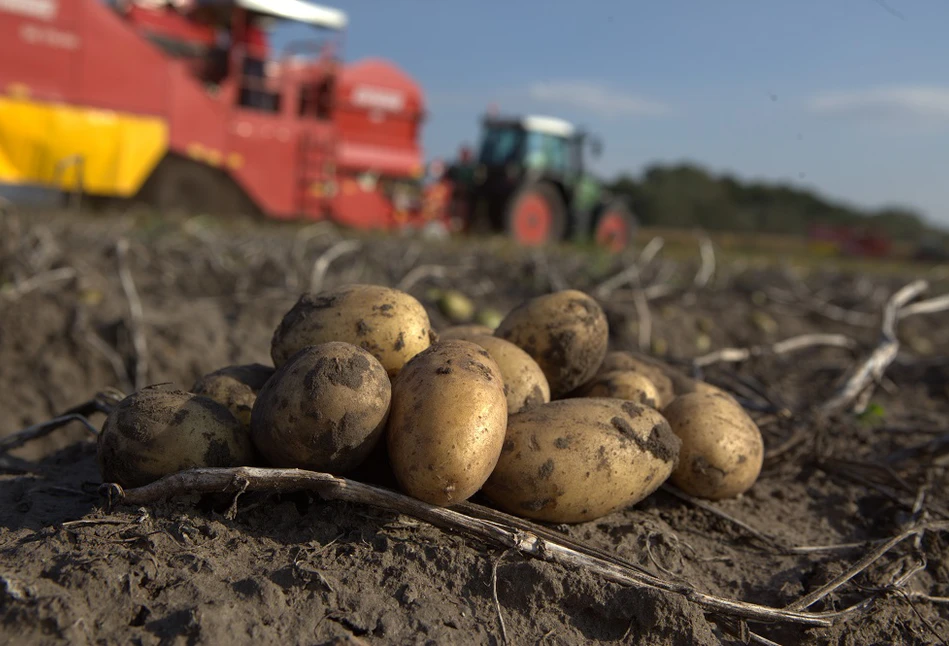 Na spokojny wzrost bulw - nawożenie ziemniaków