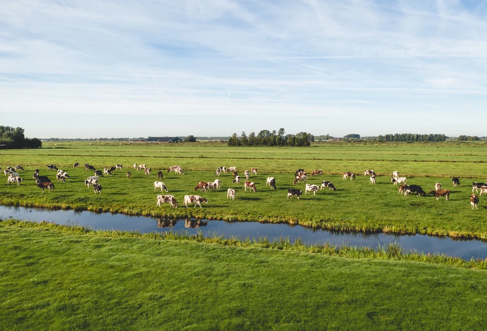 Fonterra: cena OMP poszybowała w górę