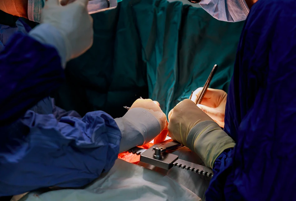 Niemcy: naukowcy wyhodują świnie do przeszczepów serca