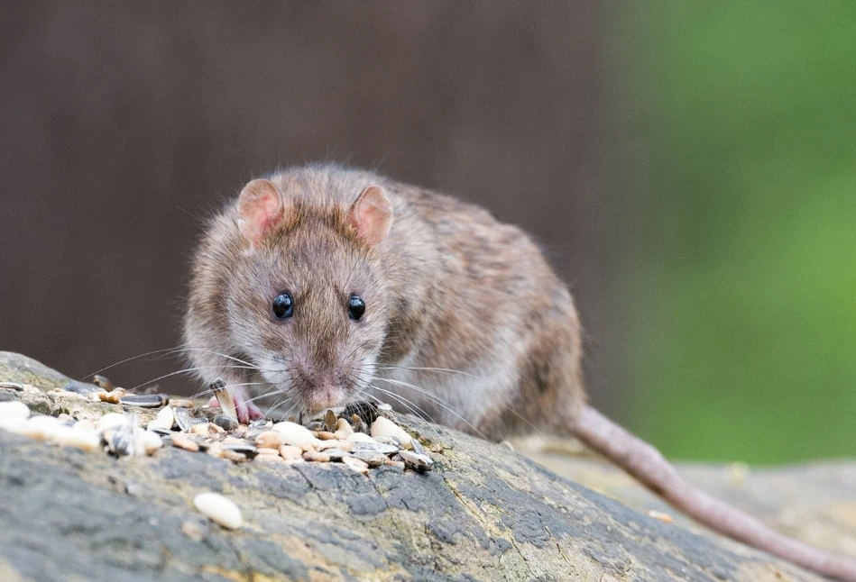 Czy szczury mogą przenosić wirusa ASF?