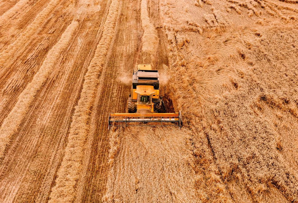 USDA prognozuje spadek ceny pszenicy, kukurydzy i soi