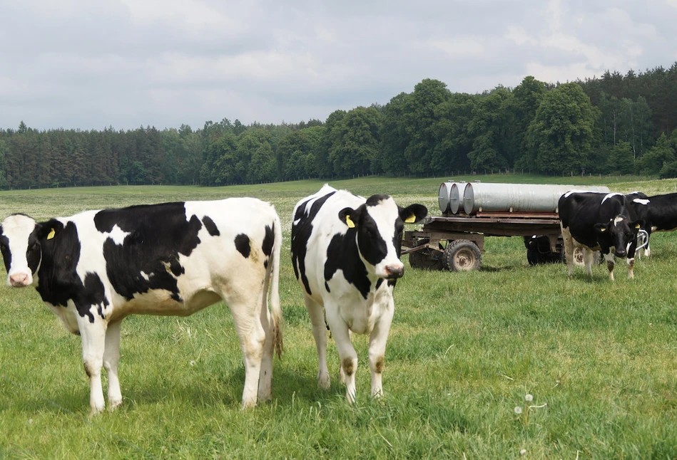 Fonterra: znowu drożeją produkty mleczne