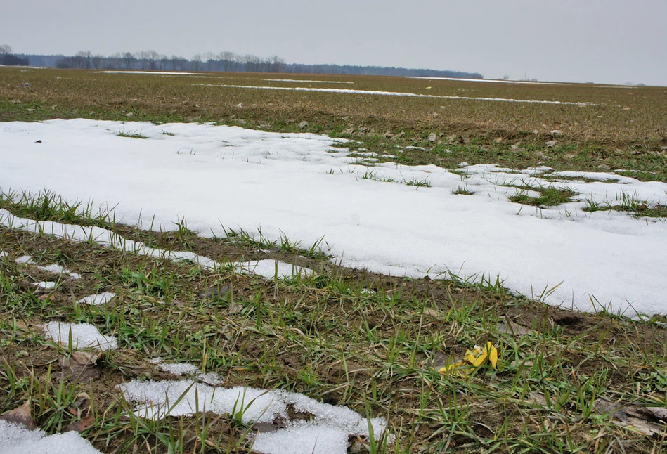 Jaką dawkę gnojowicy dać na jesień, a jaką na wiosnę?