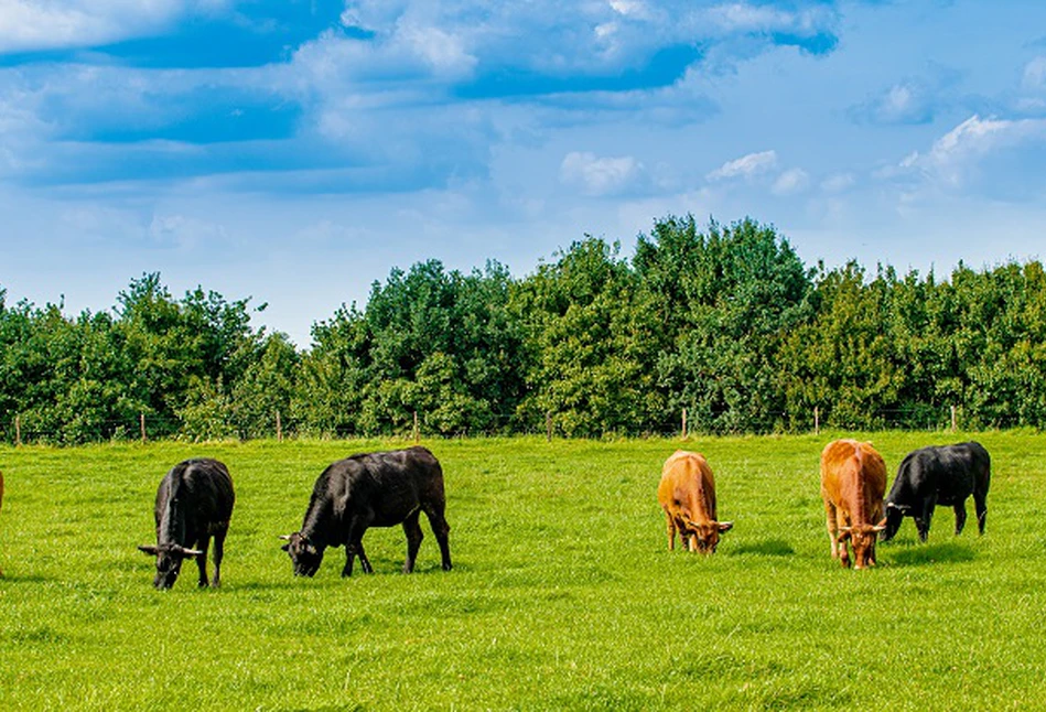 Deklaracja Dublińska - potężne naukowe obalanie mitów i poparcie dla produkcji zwierzęcej