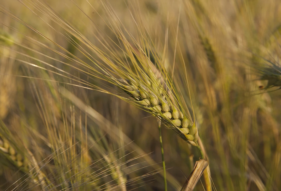 Rośnie popyt na jęczmień paszowy i pszenicę durum we Francji