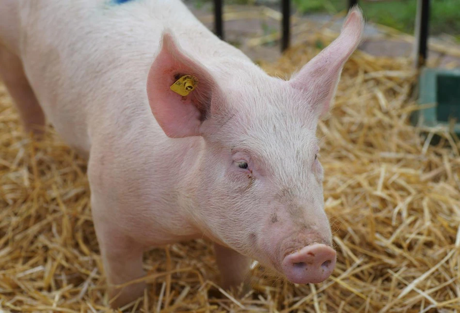 Rolnik, który trzyma świnie na własny użytek, będzie zwolniony z części obowiązków bioasekuracyjnych