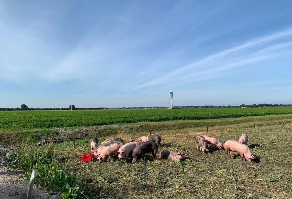 Świnie odstraszą ptaki z lotniska w Amsterdamie