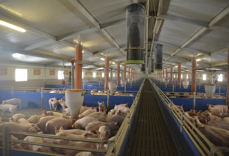 Ceny tuczników nadal pną się w górę. Jakie będą ceny świń na koniec roku?