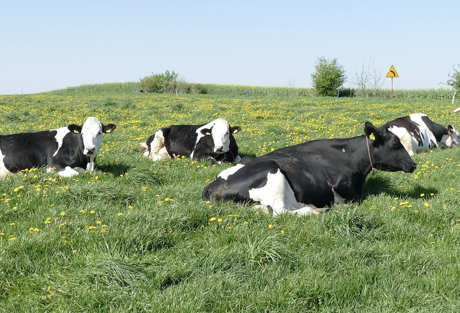Naturalne i tanie żywienie krów mlecznych? Tylko na pastwisku