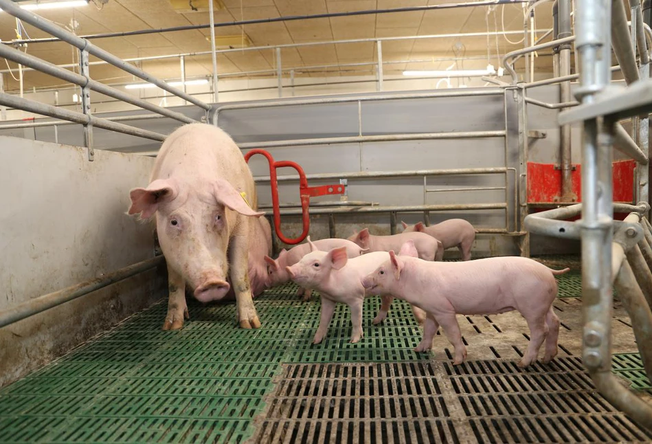 Dobrostań świń: dziś wybór, jutro obowiązek? Dyskusja na Pig Forum 2022