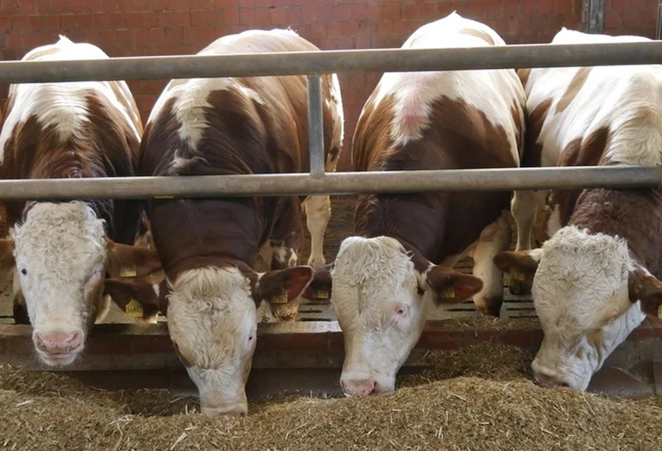 Mocno spadły ceny skupu bydła. Czy to koniec dobrej passy na rynku wołowiny?
