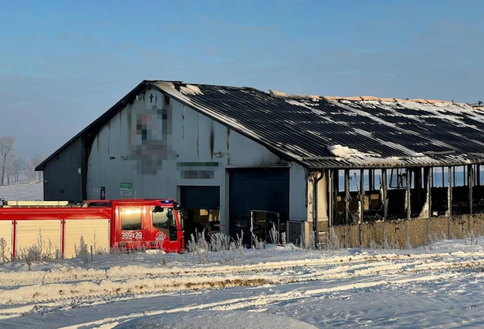 Pożar obory pod Łomżą – zginęły krowy