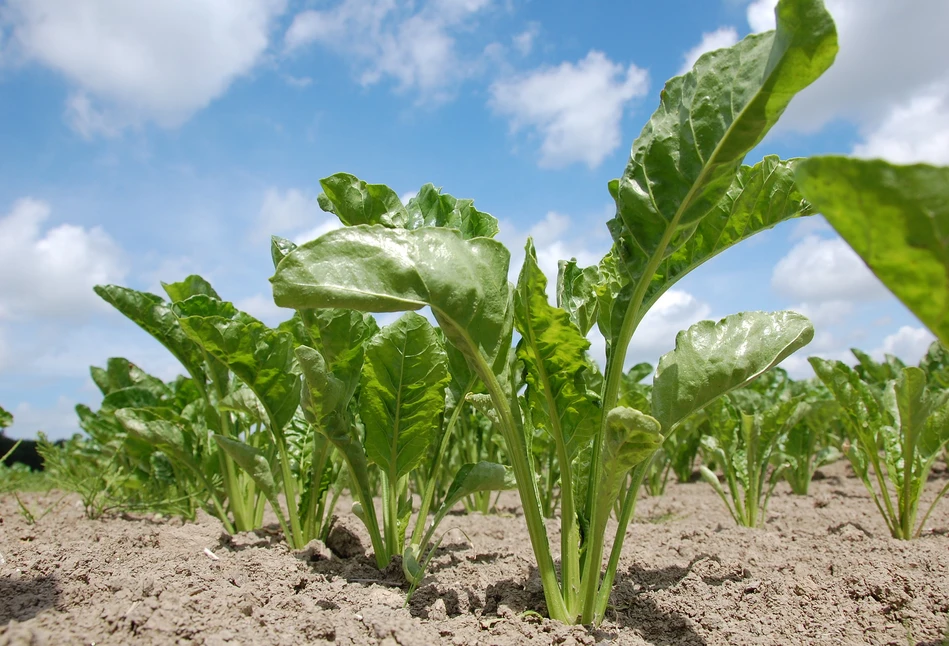 Dlaczego pomorscy plantatorzy są najlepsi?