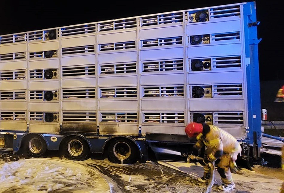 Naczepa w ogniu. Kierowca przewoził 700 szt. prosiąt!