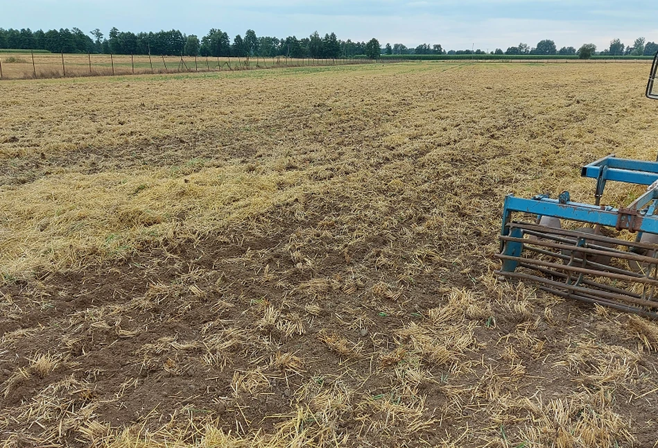 Głębokość uprawy pożniwnej po jęczmieniu ozimym