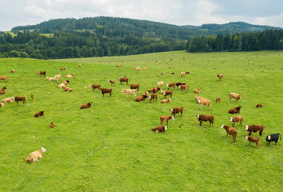 Wirtualny pastuch – jak to działa i czy opłaci się rolnikom?