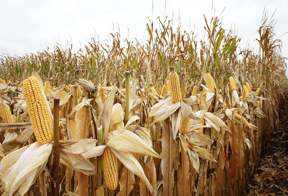 14,2 t/ha to rekordowy plon kukurydzy. Jakie rekordy osiągnęły inne rośliny?