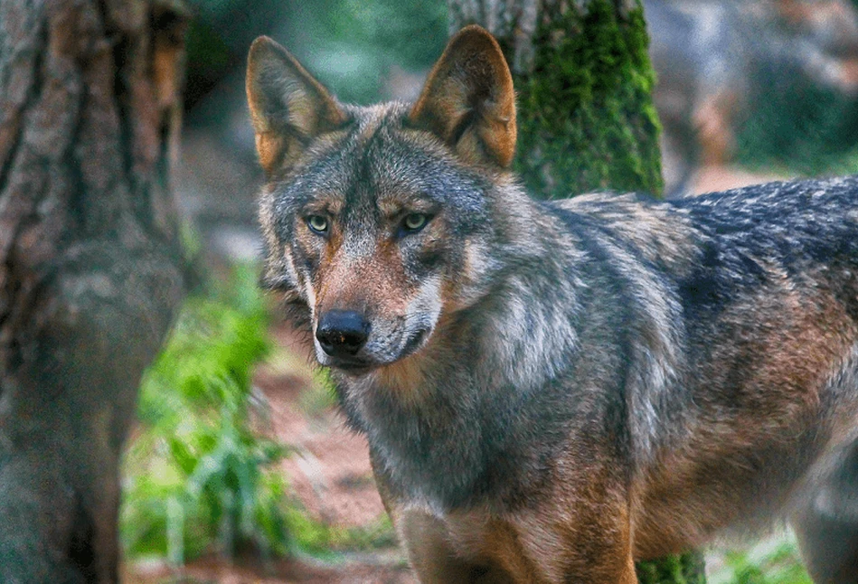 Hodowcy dostaną pastuchy i siatki chroniące stada przed drapieżnikami