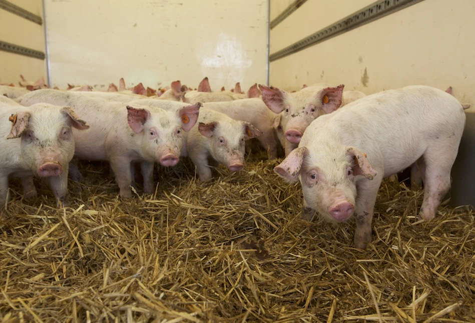 Przed Świętami ceny tuczników spadły nawet o 50 gr. Ile obecnie zakłady mięsne płacą za świnie? [SONDA]