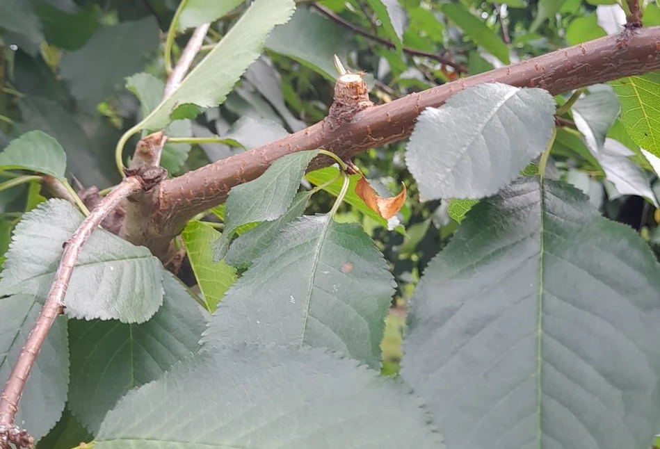 Jakie są zalety letniego cięcia drzewek pestkowych?