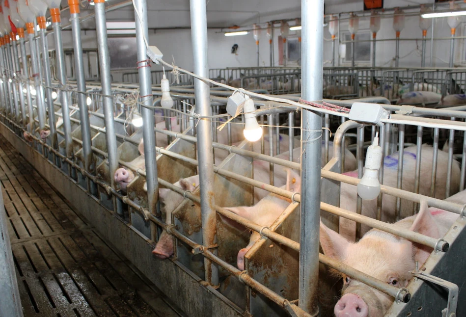 Probiotyki drożdżowe świetne w diecie świń podczas upałów
