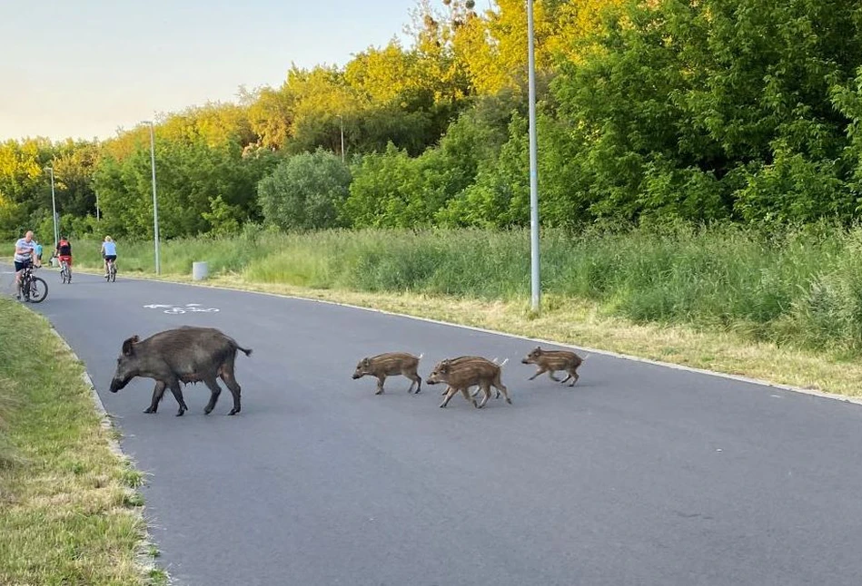 Wirus ASF zatacza coraz szersze kręgi