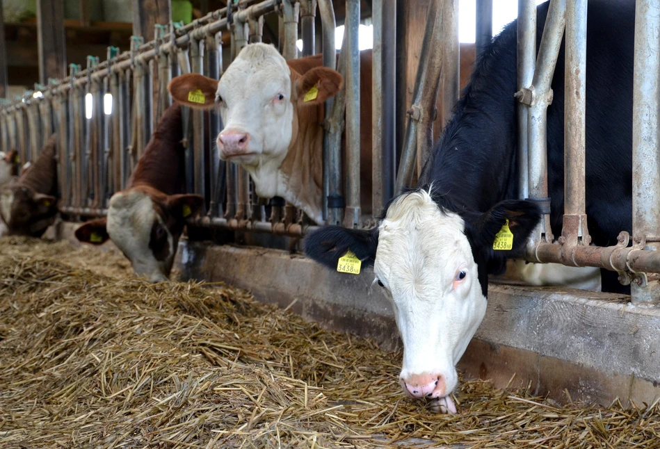 Jak dobrze inseminatorzy potrafią określić odpowiedni czas na inseminację?