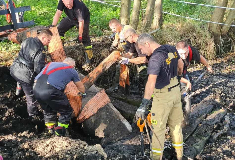 Koń utknął w bagnie. Pomogli strażacy