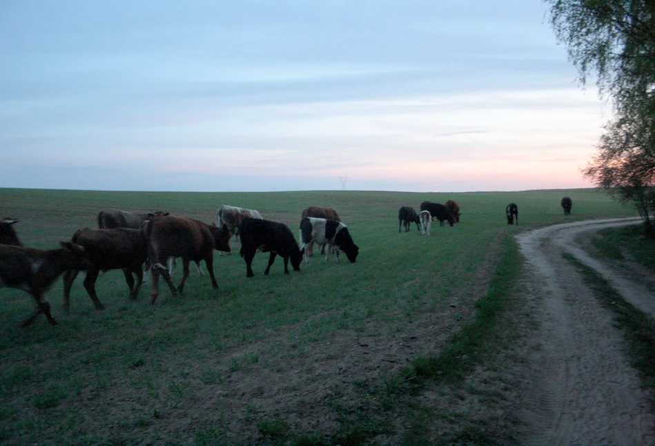 Krowy na wypasie... na polach i łąkach u sąsiadów