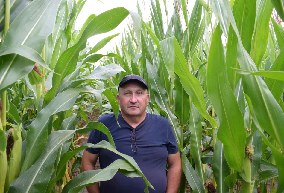 Pierwsze wnioski z uprawy kukurydzy pod folią pod Braniewem. Jakie są plusy tej metody?