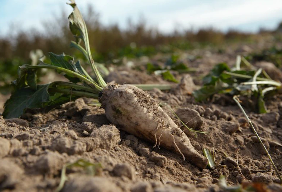 300 euro do hektara. Pomoc dla plantatorów buraków cukrowych