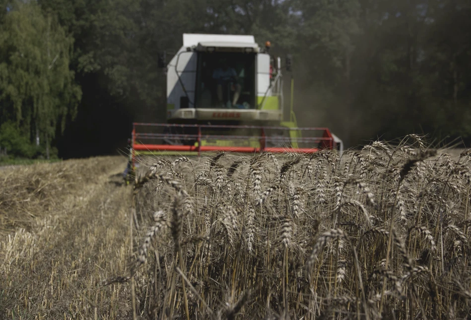 Raport IGC: w dalszym ciągu będą spadać zapasy zbóż i rzepaku w nadchodzącym sezonie