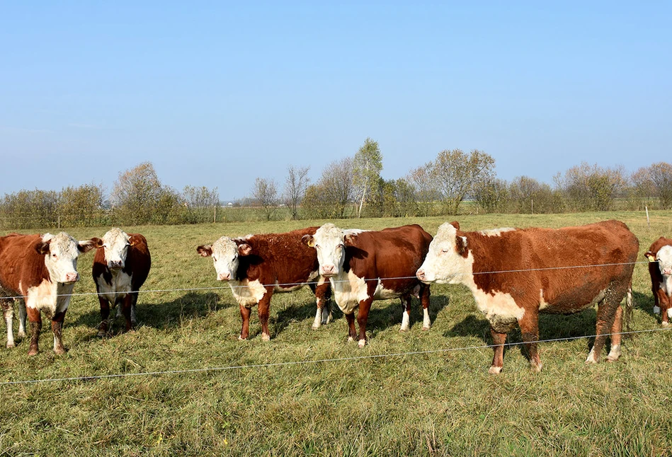 Bydło rasy hereford – jakie daje korzyści rolnikowi?