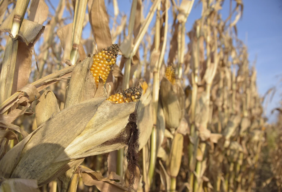 Francja: mniej kukurydzy i buraków cukrowych